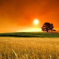 cornfield sunset