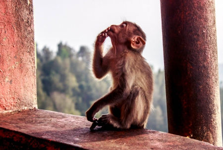 Monkey - animal, photography, india, mammal, monkey