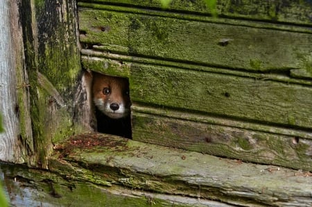 I see you! - wildlife, cub, puppy, animals, photography, red fox, predators, wallpaper, fox, hd, nature, abstract, wilderness, wild, sweet, cute