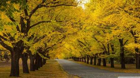 Fall of the year - road, landscape, scene, HD, forest, tree, fall, path, nature, autumn, seasons, way, park, wallpaper