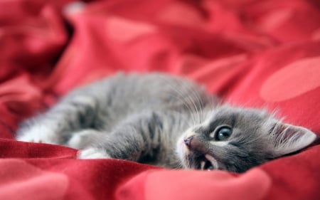 Cute Kitten - kitten, red, gray, cute, adorable