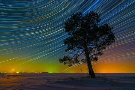 Lonely Tree - sky, sters, field, tree, night, snow