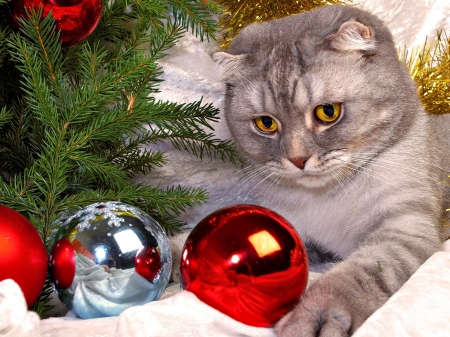 ♥ - Christmas, tree, Cats, balls