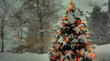 Christmas Tree - winter, tree, snow, beautiful