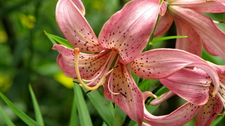 Flower - beautiful, garden, flower, pink