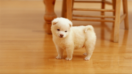 Lovely puppy - white, baby, puppy, dog, russian, samoyed, lovely, floor