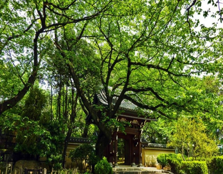 Temple Entry - nature, japan, gate, shrine, tree, japanese, temple