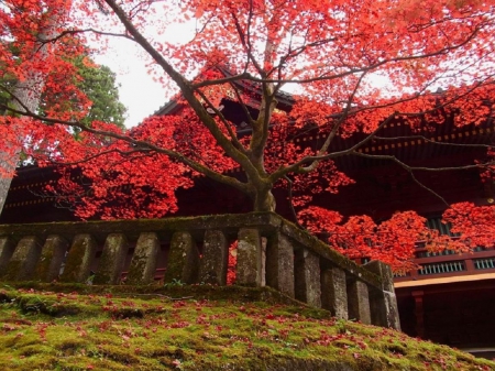 Autumn in Shinto Shrine - red, garden, japan, shrine, shinto, tree, japanese, autumn