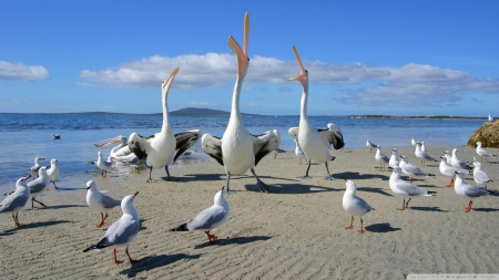 pelicans and seagulls - bird, beach, peican, seagull