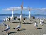 pelicans and seagulls