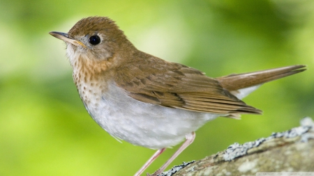 veery kingston annapolis valley nova scotia canada - bird, nova, scotia, canada, kingston, anapolis, valley, veery