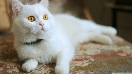 white kitty - white, feline, cat, lounge