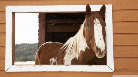 window watcher - stable, horse, tree, window