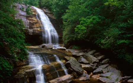 forest waterfall - rock, tree, forest, waterfall