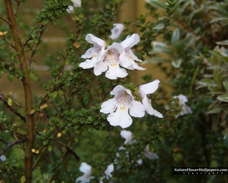 big white flower - flowers, landscap, nature