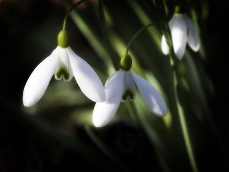 flower - flowers, nature