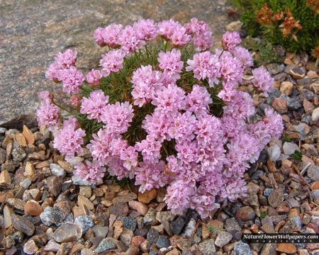 flower - flowers, landscap, nature