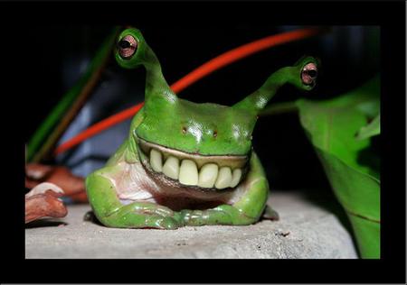 Toothy Frog - rock, toothy grin, plant, frog