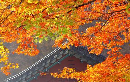 Autumn Leaves - overhanging tree, roof, autumn colours