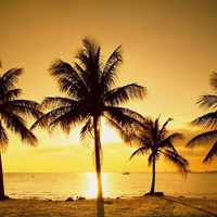 Coconut Palms at Sunrise