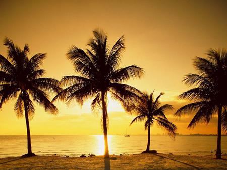 Coconut Palms at Sunrise - tropical, beach, sunrise, ocean, coconut palms