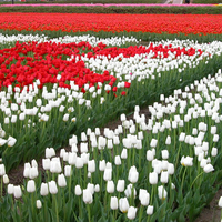 Red 'n white tulips