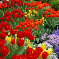 Sea of Tulips and Daisies