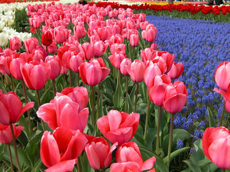 Tulips and Lavender - lavender flowers, pink tulips