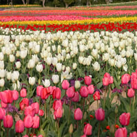 Tulips of all colours