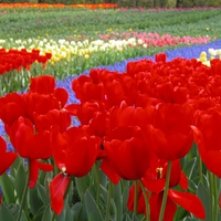 Red Tulips