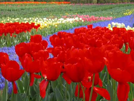 Red Tulips - flowers, field, garden, red tulips