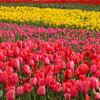 Thunder and Lightning Tulips