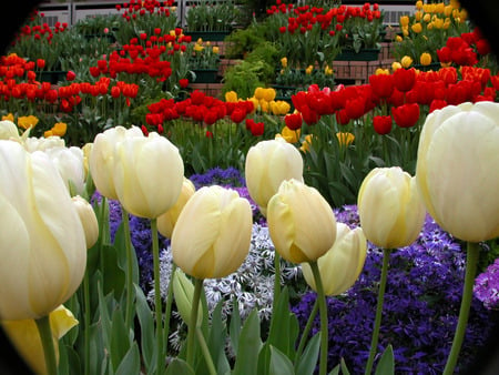 Vibrant Tulip Garden - tulip garden, vibrant colours