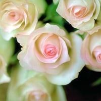 Delicate Pink Roses