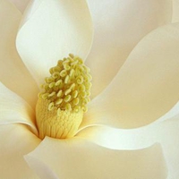 Magnolia Blossom