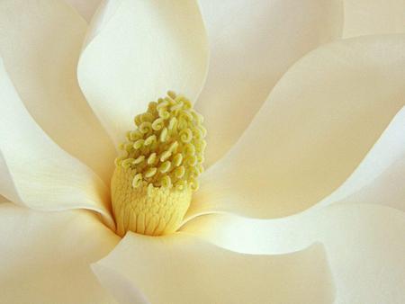 Magnolia Blossom - magnolia blossom, up close