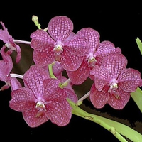 Pinkish Purple Orchids