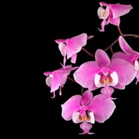 Moth Orchids