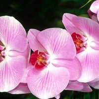 Pink Orchids