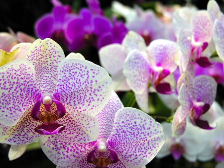 Phalaenopsis Flower - white, spotted orchids, mauve, purple flowers