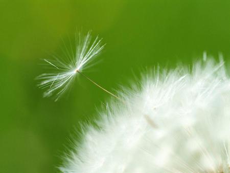 Dandelion Seed - field, dandelion seed