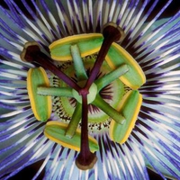 Passionfruit Flower