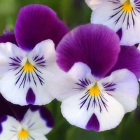 Purple Pansies