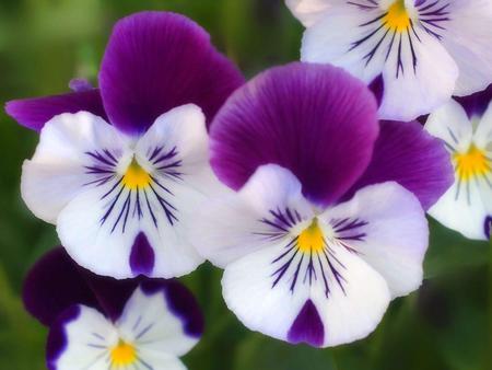 Purple Pansies - garden, purple pansy flowers