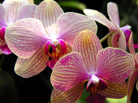 Tropical Orchids - orchids, tropical flowers