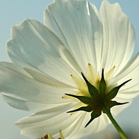 White Poppy