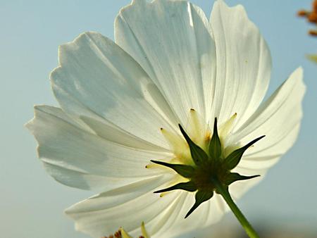 White Poppy - white poppy, flower