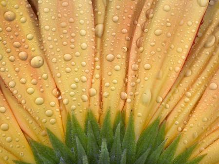 Water Droplets on Sunflower - water droplets, sunflower