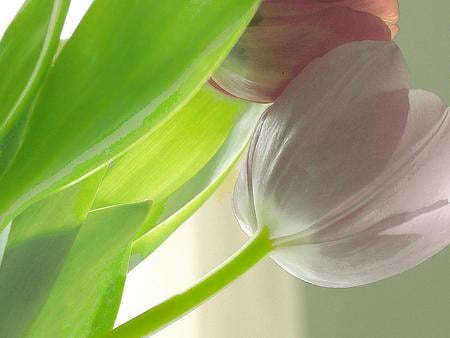 Softly Coloured - tulip flowers, soft pink