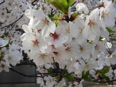 Fragrant Blossoms - blossoms, fragrant, tree